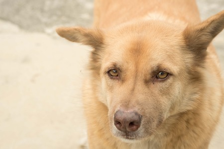 Portrait of a beautiful brown dog.の写真素材