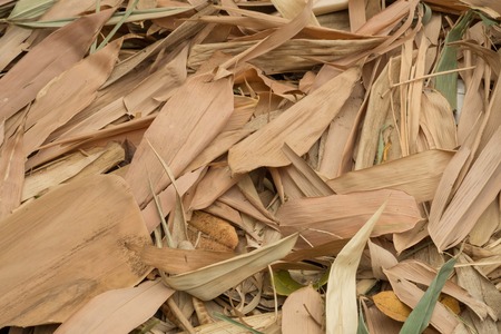 Many dry bamboo leaves as a backgroundの写真素材