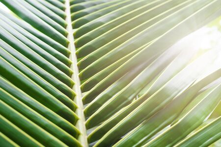 Natural coconut leaves and sunlight.の写真素材
