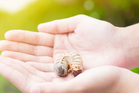 Coconut rhinoceros beetle in young girl hands.の写真素材
