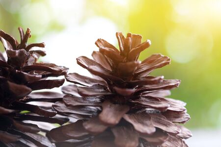 Closeup of pine cone on a wooden table natural backgroundの写真素材