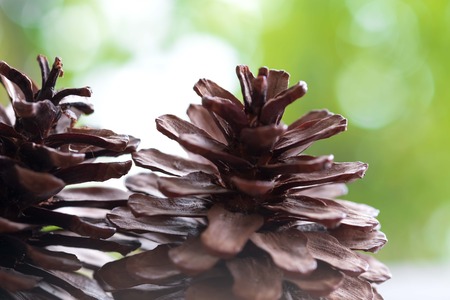 Closeup of pine cone on a wooden table natural backgroundの写真素材