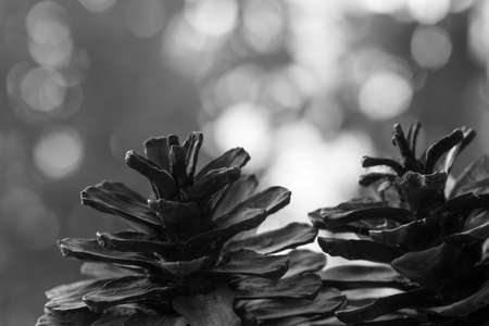 Closeup of pine cone on a wooden table natural background, Black and white.