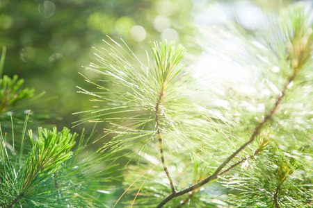 Pine tree and sunlight on summer in the morning.の写真素材