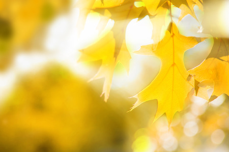 maple leaves on a twig and sunlight in autumnの写真素材