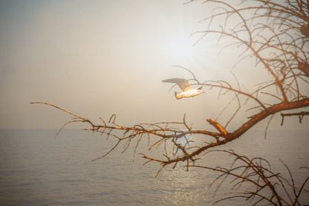 Beautiful sunset at the sea with silhouette of branches and seagullの写真素材