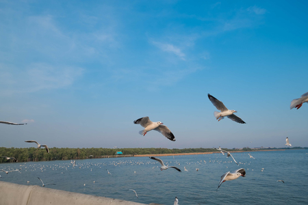 Pair of seagulls on white sky, Select focusの写真素材