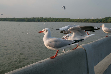 white bird seagullの写真素材