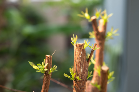 Tree branch with bud, embryonic green leave shoot. gray abstract background.