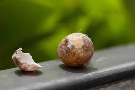 Bird eggs stolen from something. Came to the gate, Natural backgroundの写真素材