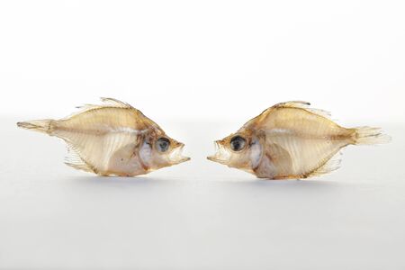 Dried fishs isolated on white backgroundの写真素材