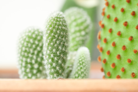 Close up cactus natural background.の写真素材