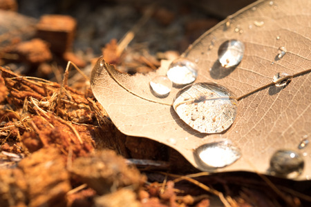 water drops on dry leaf in the morning and sunlightの写真素材