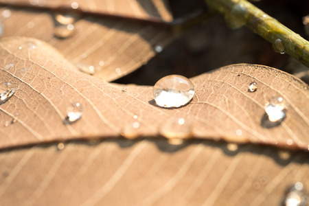 water drops on dry leaf in the morning and sunlightの写真素材
