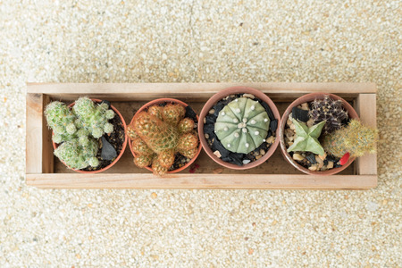 Close up cactus natural background.の写真素材