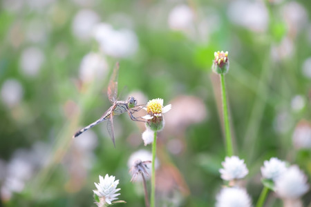 Dragonfly on a grass in the morning. Insect. Animalの写真素材