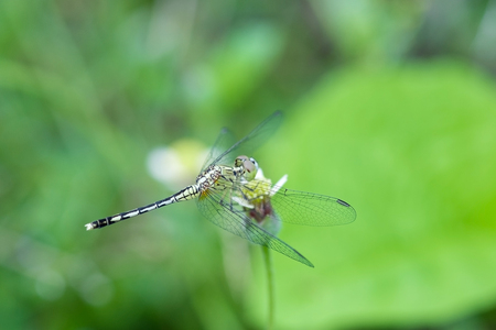 Dragonfly on a grass in the morning. Insect. Animalの写真素材