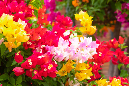 Close up bougainvillea paper flower in colorful color