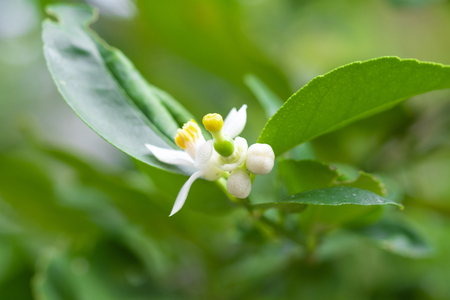 Lime flower on lime tree in an organic garden.の写真素材