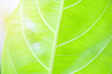 Blur of leaves with sunlight in the morning time.の写真素材