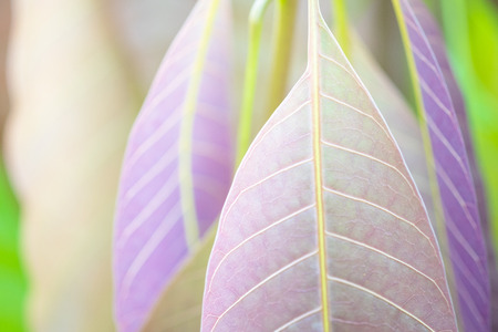 Beautiful purple leaves and sunligth in the garden at summer time.の写真素材