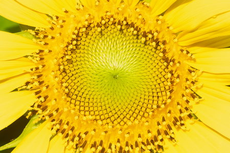 Beautiful sunflowers in tha garden.の写真素材