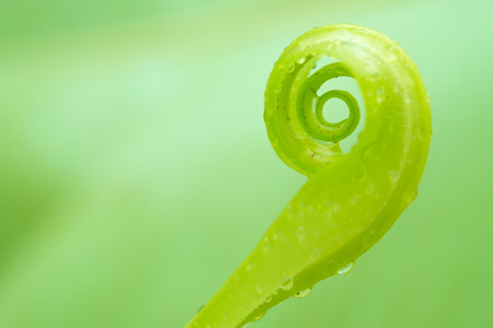 Beautiful circle Bird's nest fern leave close up, Water Drops on Fern, Macro photo. Ferns sprout.