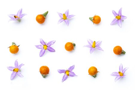 Purple flowers of tomatoes and  yellow tomatos isolated on a white background.の写真素材