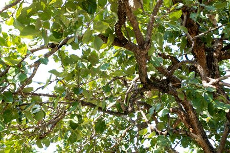 Branches of big tree, old tree with green spring leaves. Refreshing and oxygen