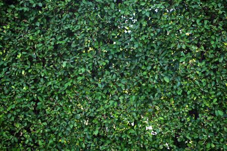 Green Leaves background.