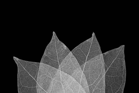 Dry leaf detail texture on black background. Skeleton of leaf. 