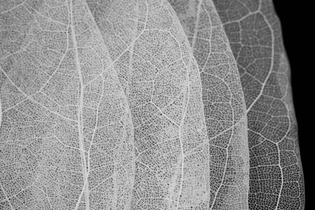Dry leaf detail texture on black background. Skeleton of leaf. 