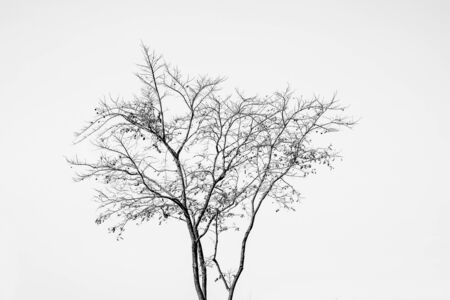 Silhouette dead tree branches with white sky background.の写真素材