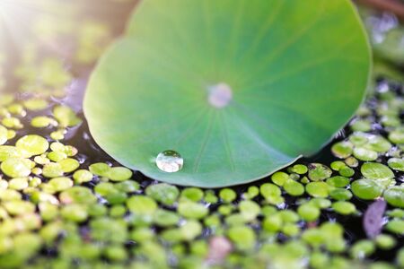 Water drops on the lotus leaf and sunlight in the morning.の写真素材