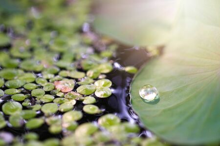 Water drops on the lotus leaf and sunlight in the morning.の写真素材