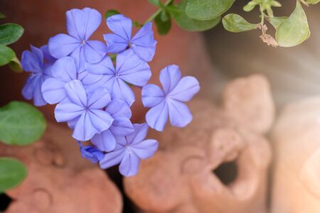 close up of Plumbago auriculata on white background. Blue flowers.の写真素材