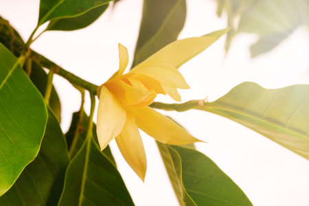 White Champaka Flowers and Green Leaves With Sunlight.の写真素材