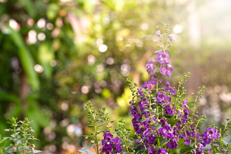 Close up beautiful Waew Wichian with sunlight. (Angelonia goyazensis Benth; Thai style forget-me-not)の写真素材
