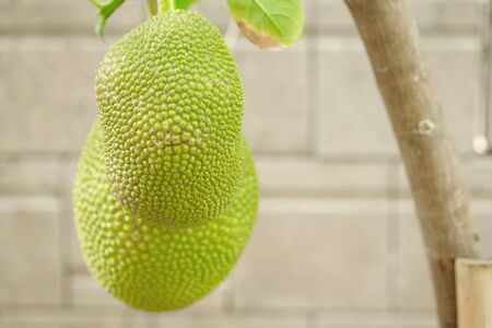 Jackfruit Tree and sweet Jackfruit, Tropical fruit in thailand.の写真素材