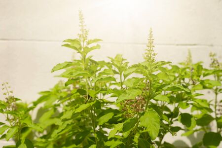 Basil hairy basil and thyme herbal in the garden.の写真素材