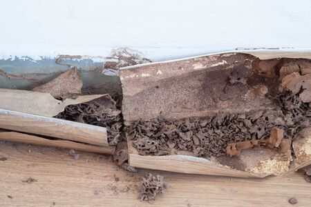 Close up texture of termites anthill in wood at home.