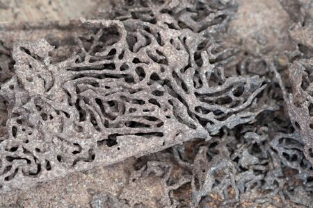 Close up texture of termites anthill in wood at home.の写真素材