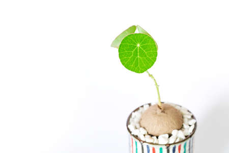 Stephania erecta in a minimalist ceramic pot on white background.