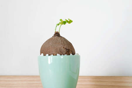 Stephania erecta in a minimalist ceramic pot on white background.の写真素材