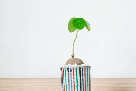 Stephania erecta in a minimalist ceramic pot on white