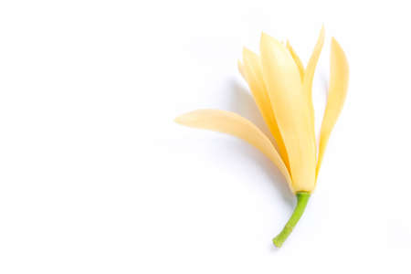 White Champaka Flowers on white background.の写真素材