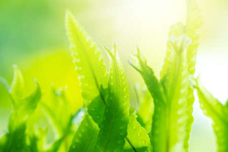 Close up detail of  a  Fern.の写真素材