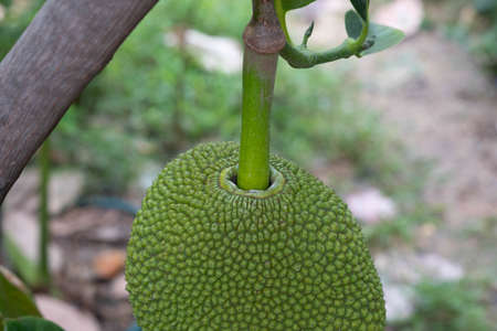 Jackfruit Tree and sweet Jackfruit, Tropical fruit in thailand.