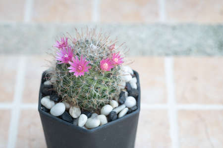 A cactus and pink flower in a pot with nature bokeh background. Mammillaria bocasana.