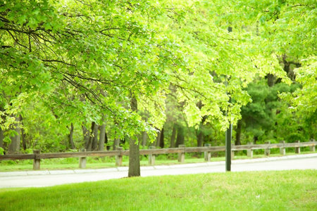 Beautiful maple tree and sunlight in foret at boston.の写真素材